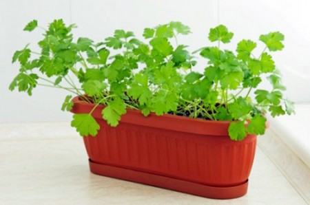 8 loại rau củ lý tưởng trồng trong nhà 8