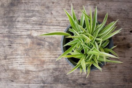 10 loại cây cảnh dễ trồng trong nhà 3