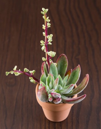 10 loại cây cảnh dễ trồng trong nhà 9